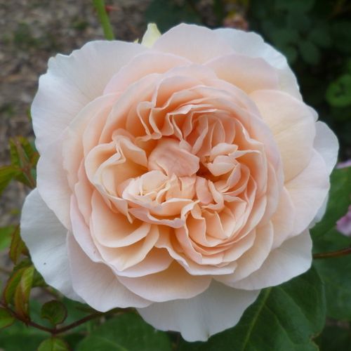 Apricotfarben - englische rosen